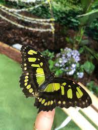 Motylarnia w Lublinie