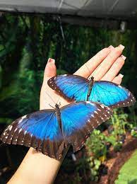 Motylarnia w Lublinie