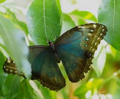 Motylarnia w Lublinie