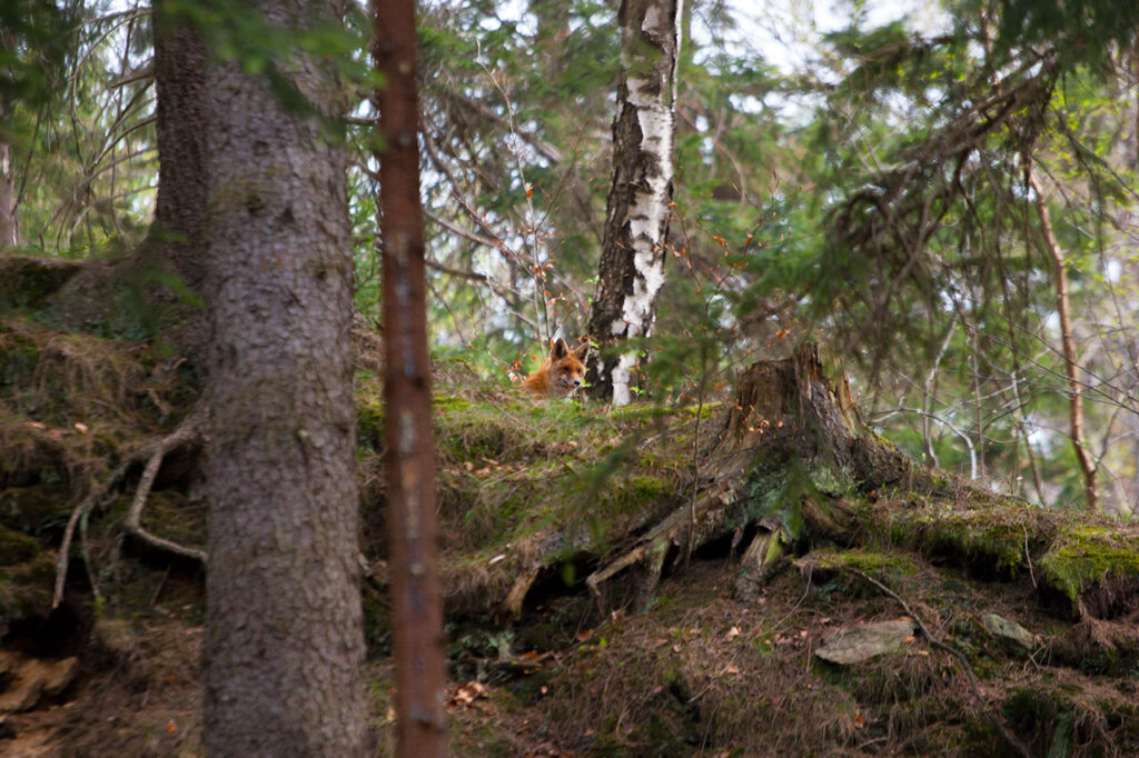 Kolorowe jeziorka w Rudawach Janowickich