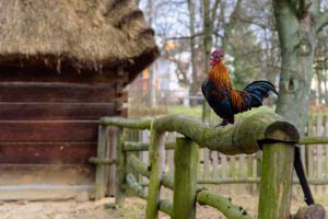 Muzeum Wsi Lubelskiej