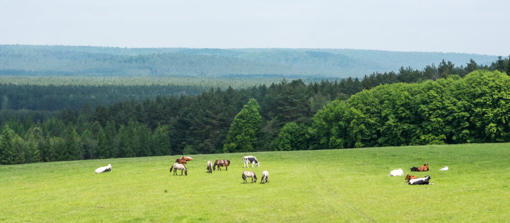 Roztoczański Park Narodowy
