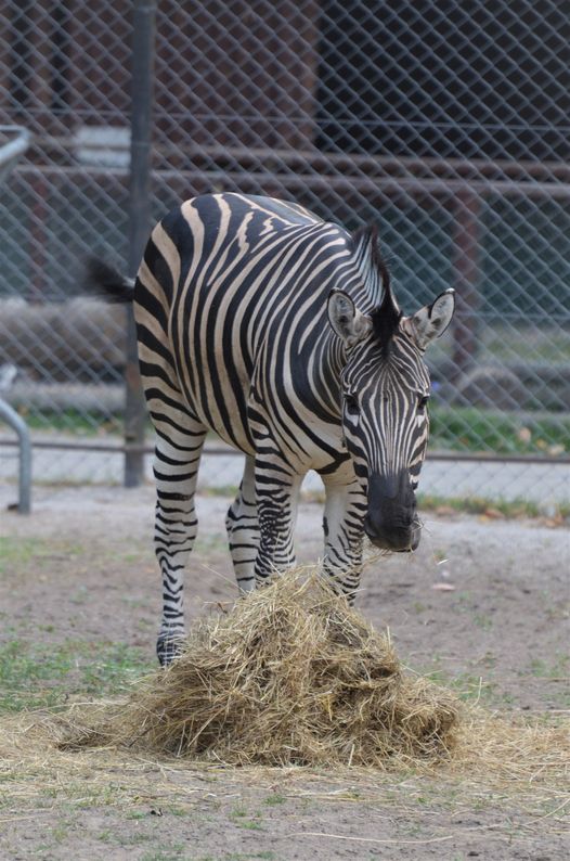 Ogród Zoologiczny w Bydgoszczy