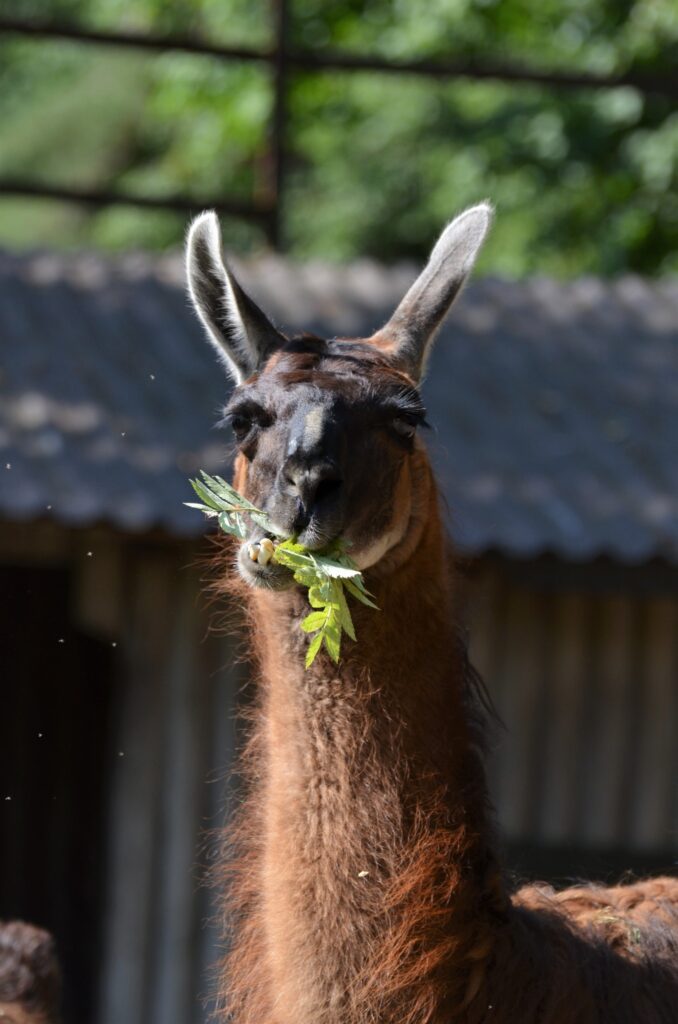 Ogród Zoologiczny w Bydgoszczy
