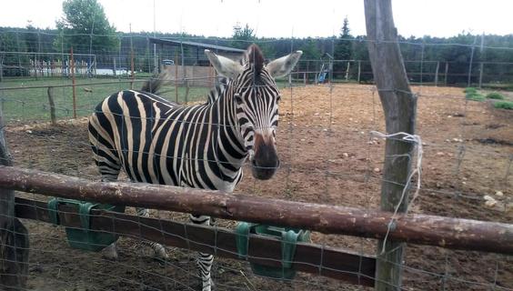 Mini Zoo – Port 2000