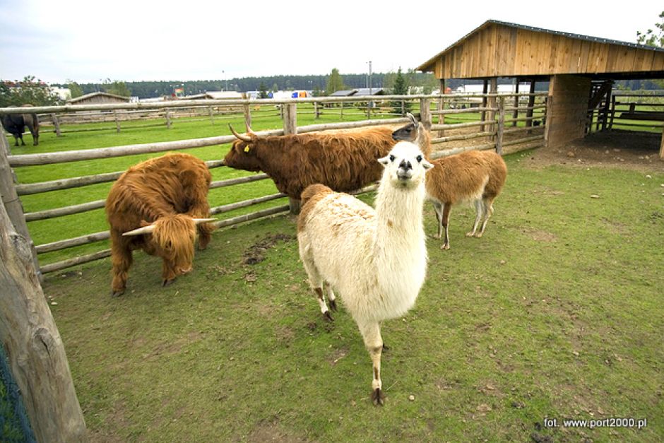 Mini Zoo – Port 2000