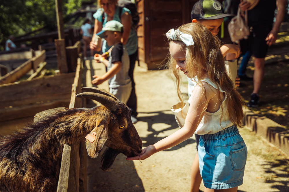 Mini Zoo Kucyk Inwałd