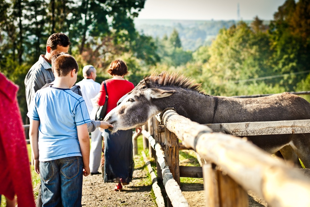 Mini Zoo Kucyk Inwałd