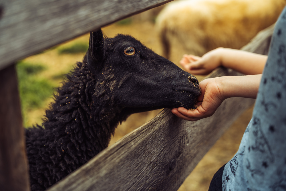 Mini Zoo Kucyk Inwałd
