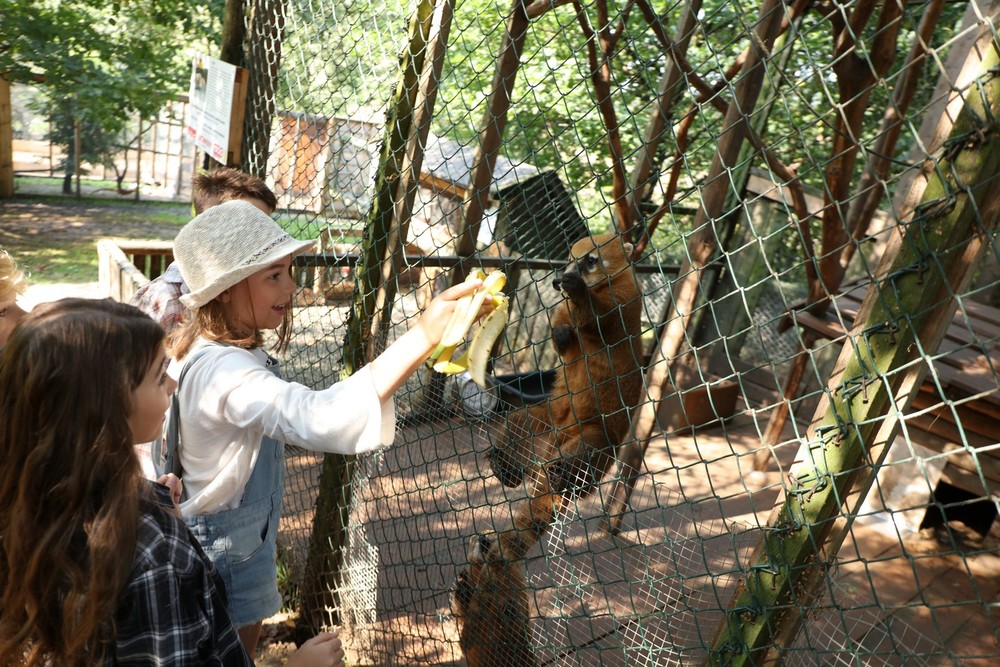 Mini Zoo Kucyk Inwałd