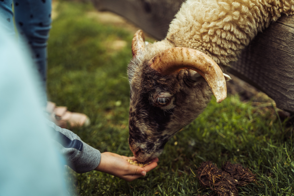 Mini Zoo Kucyk Inwałd