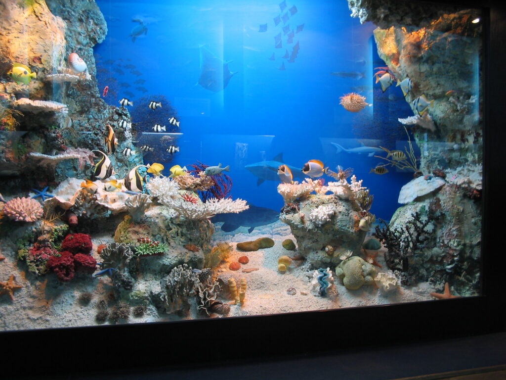 Akwarium Gdyńskie