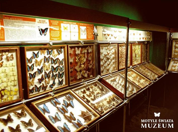 Muzeum Motyli w Łebie