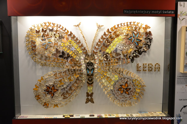 Muzeum Motyli w Łebie