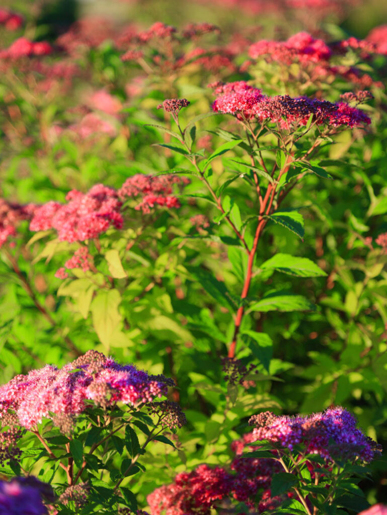 Ogród Jana Pawła II  Inwałd