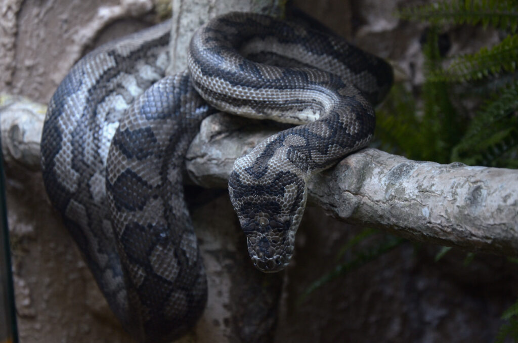 Lemur Park Rumia