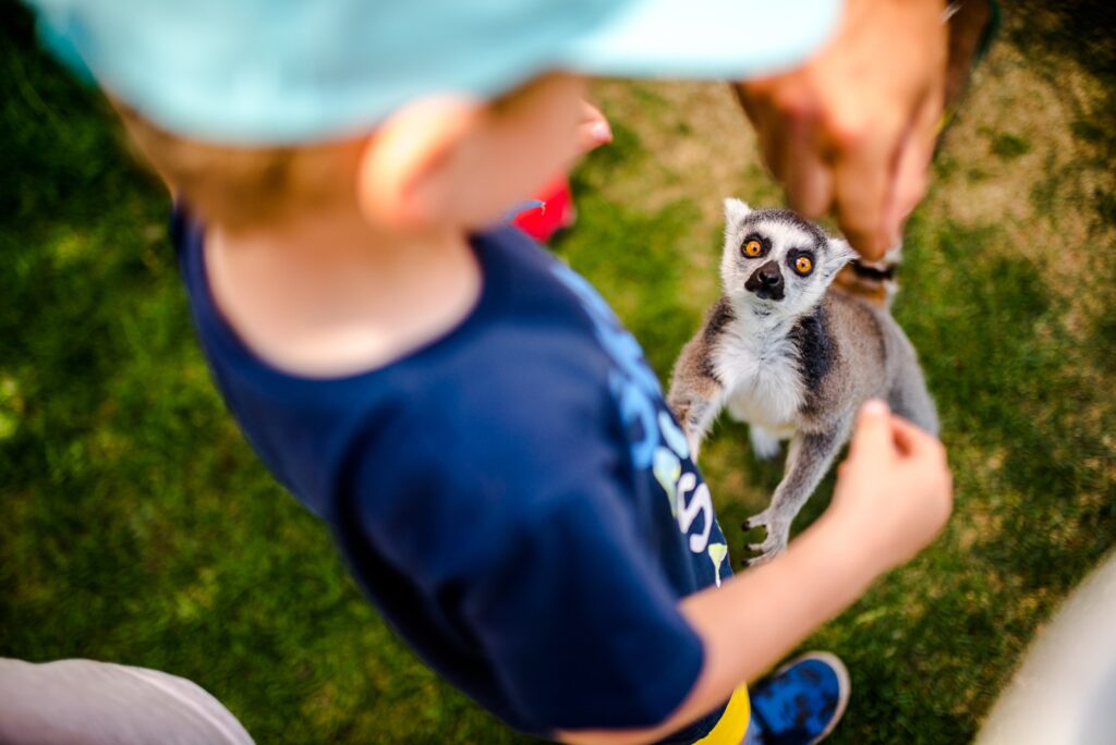Lemur Park Rumia
