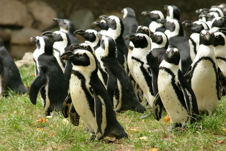 Gdański Ogród Zoologiczny