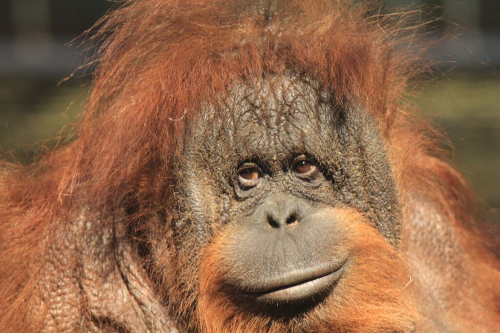 Gdański Ogród Zoologiczny