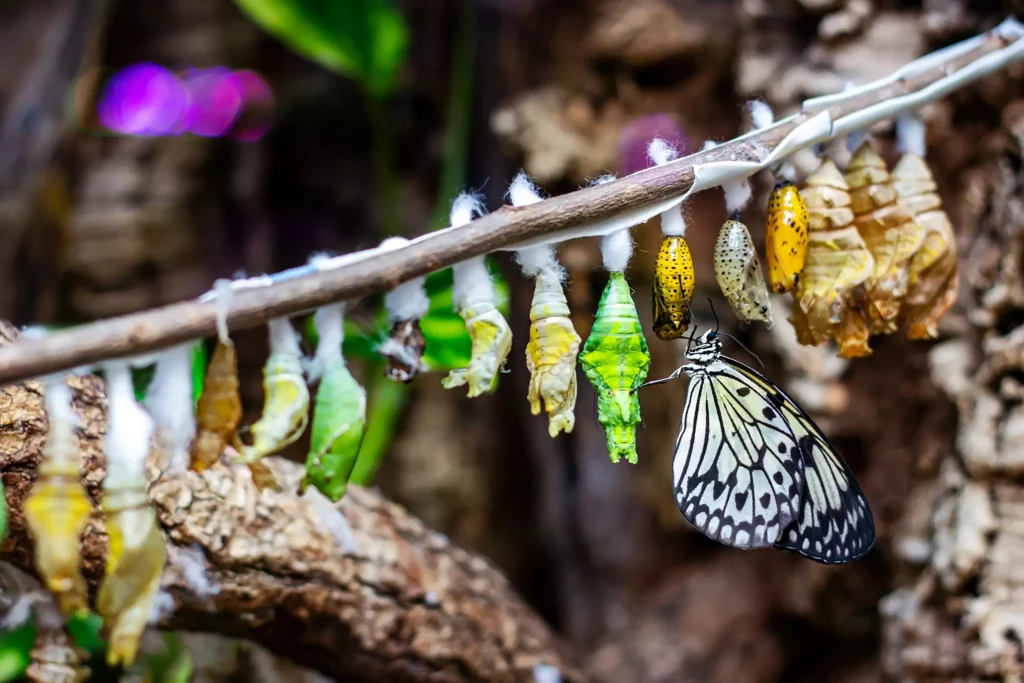 Muzeum żywych motyli