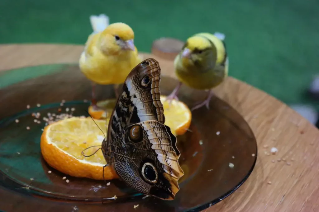 Muzeum żywych motyli