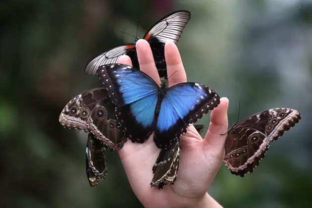 Muzeum żywych motyli