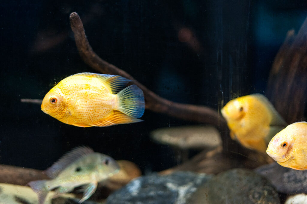 Kompleks Świętokrzyska Polana