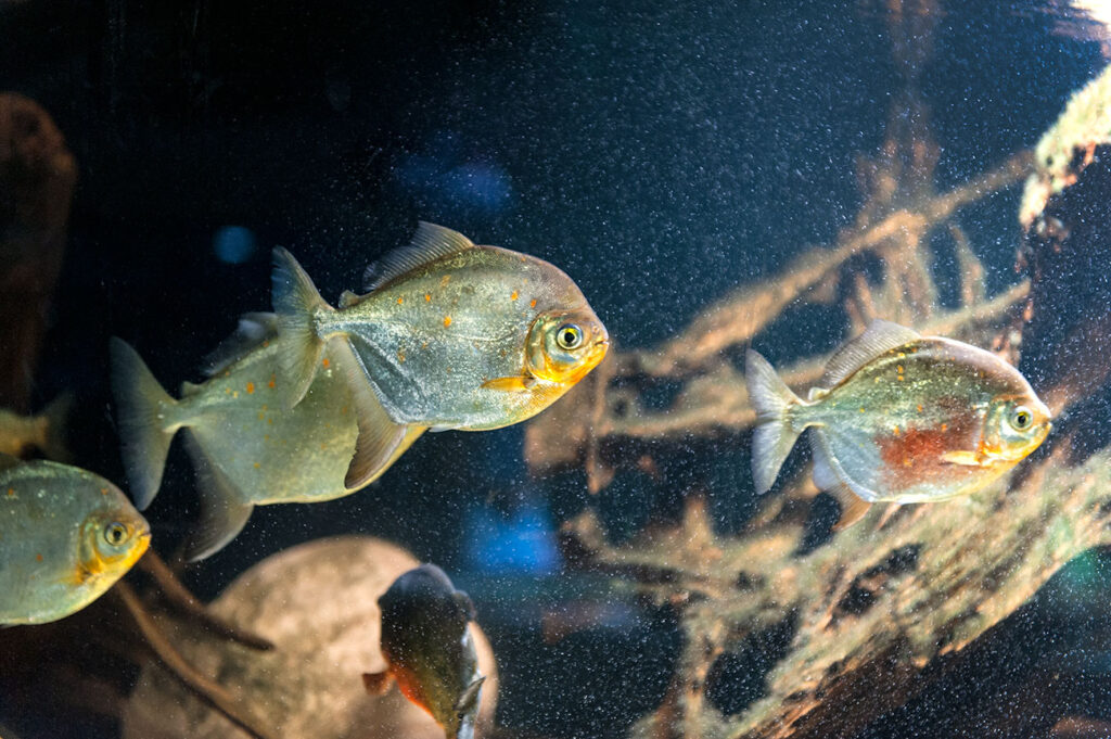 Kompleks Świętokrzyska Polana