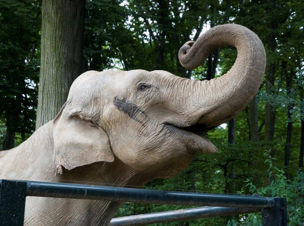 Ogród Zoologiczny w Krakowie