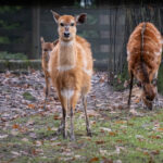 Ogród Zoologiczny w Krakowie
