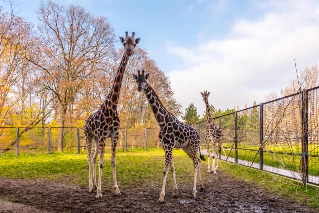 Miejski Ogród Zoologiczny w Warszawie
